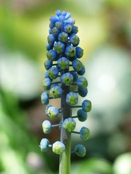 muscari-bud-hyacinth-common-grape-hyacinth-46797