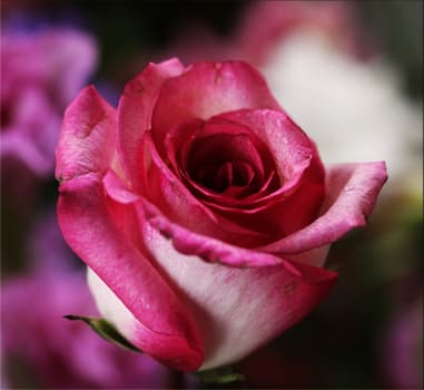 pink-rose-rose-flower-blossom-87472