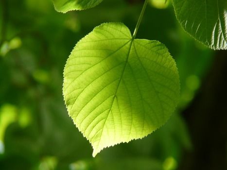 leaf-individually-linde-lipovina-86397-medium