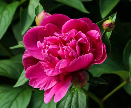 pink-peony-blossom-fuchsia-paeonia-69948