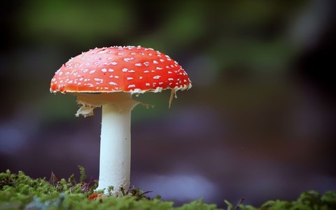 fly-agaric-mushroom-nature-red-40566-medium