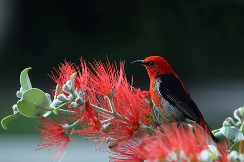 scarlet-honeyeater-bird-red-feathers-medium