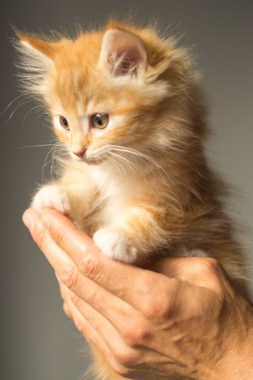 animal-cute-kitten-cat-large