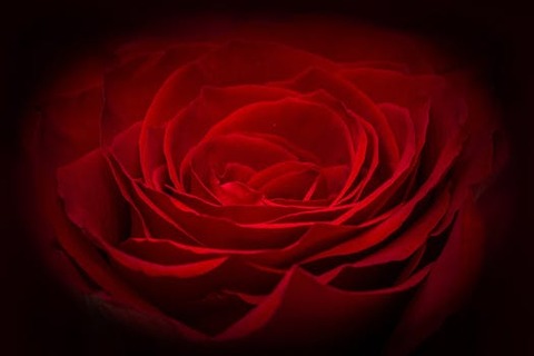 rose-red-rose-red-flower-60057