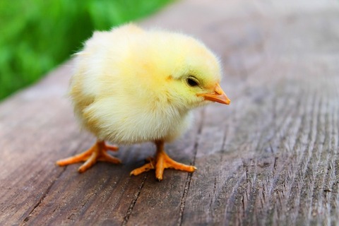 animal-easter-chick-chicken-large