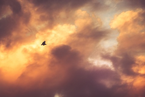 bird-flying-clouds-cloudy-large